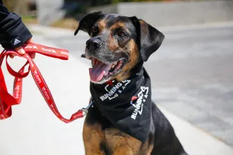 Dog Leash